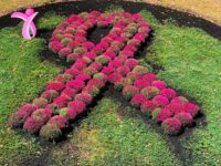 Breast Cancer Awareness flowerbed in Meriden CT