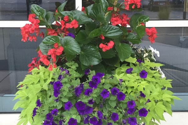 Seasonal potted flowers outside of a business