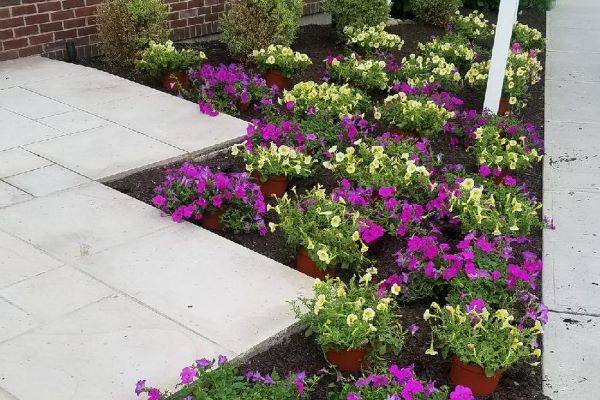 Seasonal flowers outside a business next to the walkway