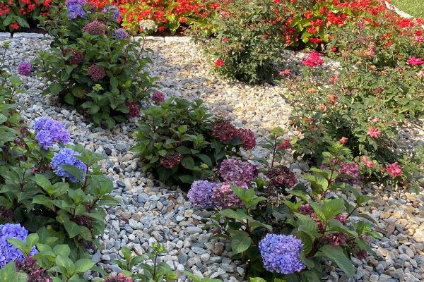 Seasonal flowers in a stone gravel garden at a business