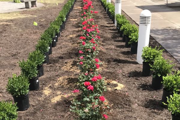 seasonal plants being ready to install at a commercial business