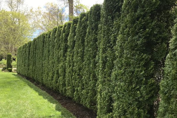 Mature privacy trees recently planted by a tree installation team with Custom Exterior Landscape