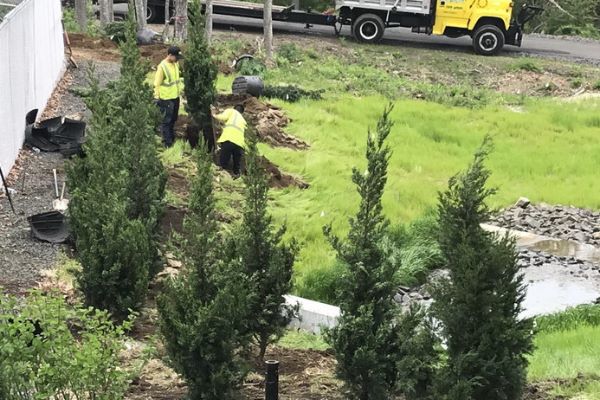 Privacy trees being planted by a tree installation team with Custom Exterior Landscape