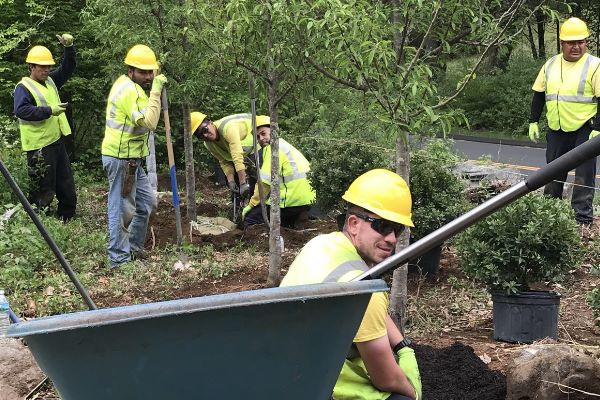 Trees being planted in a row with shrubs to buffer street noise and beatify the curb appeal as well as add privacy, by Custom Exterior Landscape