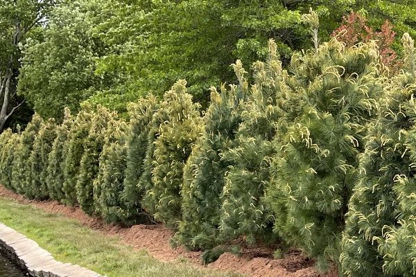 Mature privacy trees recently planted by a tree installation team with Custom Exterior Landscape