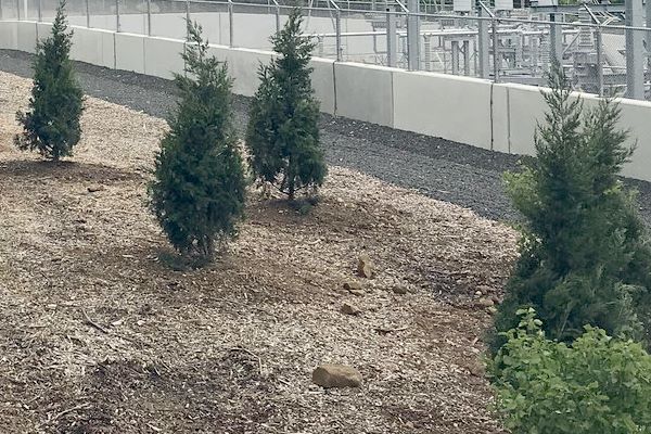 Mature trees installed for privacy barrier