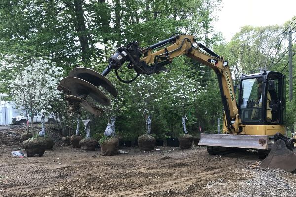 Preparing to install 8 foot trees