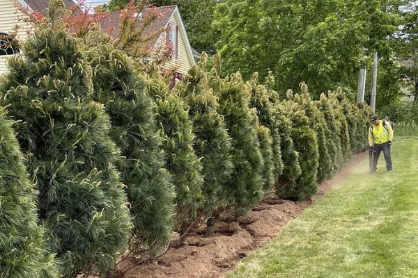 8 foot hedge installation