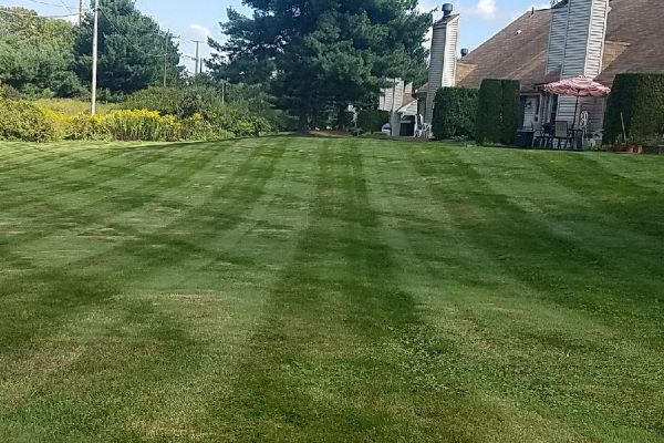 Manicured healthy lawn freshly cut at condo complex