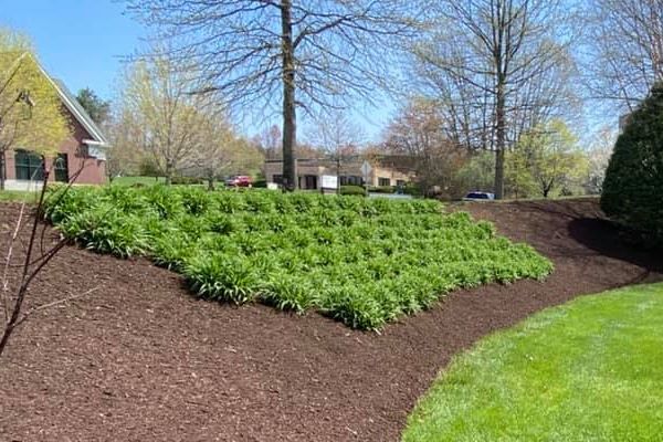 Freshly mulched garden in Newington