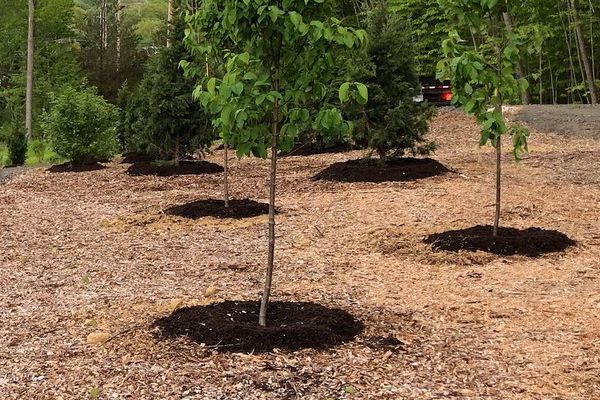 New trees and fresh mulch at commercial building