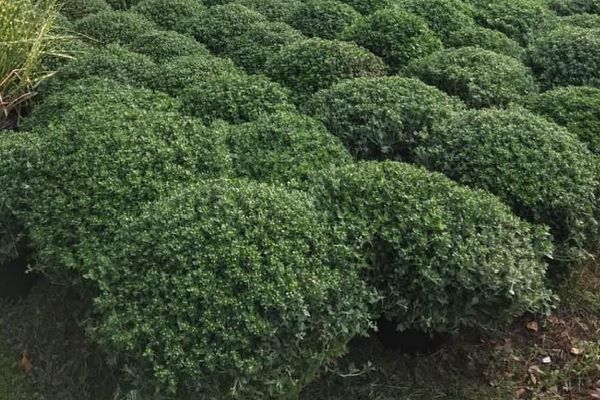 pruned ball shaped plants close together