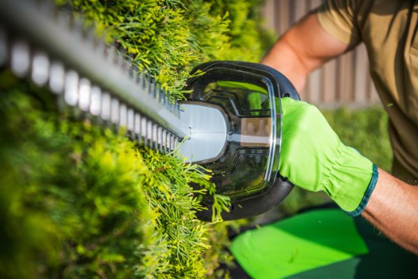 pruning with a hedge trimmer