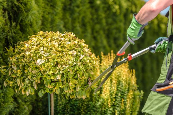 Hand Pruning