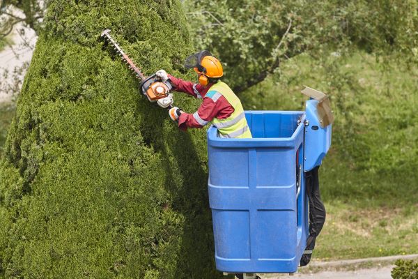 Using a lift to trim tall shaped trees